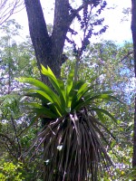 /album/galeria-de-fotos/bromelias-1-jpg/